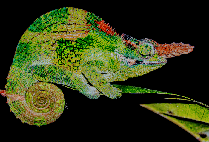 ニッタンプロフ確認 Chameleons of Africa ニッタンプロフ確認